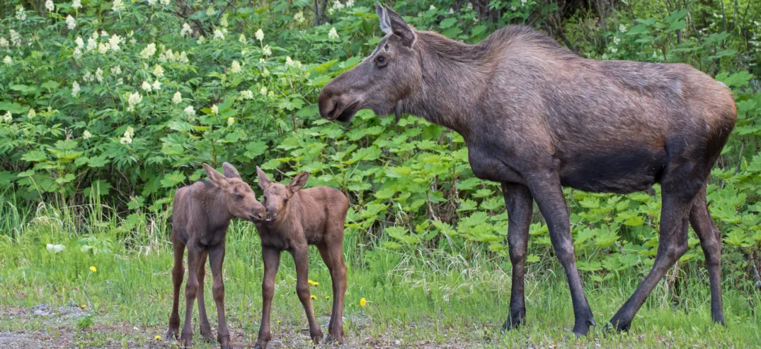 moose with two baby moose in spring